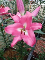 [5212 Berlingo VZ No01.JPG]